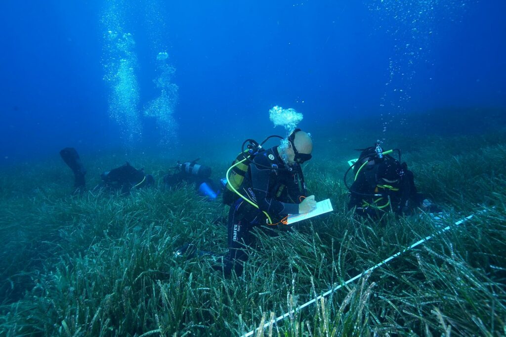 monitorización posidonia