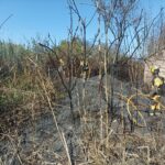 Controlado el incendio de s'Albufera que ha quemado 50 hectáreas de cañizo