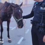 Agentes de la Policía Local de Palma rescatan a un caballo enfermo en Son Malferit