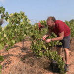 Las bodegas de Vi de la Terra cosechan un 20% menos de uva, pero con una calidad excepcional