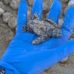 Hallan un nido de tortuga marina en la playa de Can Pastilla