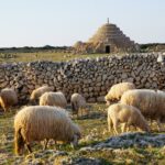 Agricultura declara Menorca zona afectada por la lengua azul después de confirmarse un primer foco en Ferreries