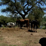 Agricultura declara Mallorca zona afectada por la lengua azul