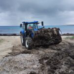 El Servicio de Limpieza de Playas realiza el retorno de la posidonia retirada durante el verano a ocho playas de Menorca